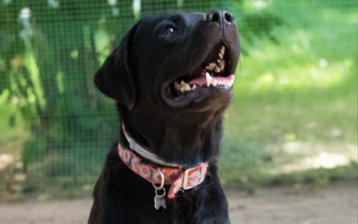 Zbiórka Desmo chce jeszcze biegać - zdjęcie główne