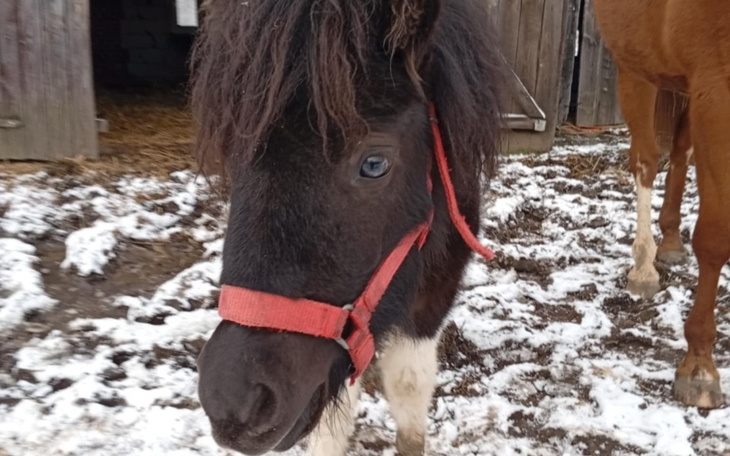 Kucyk z czerwoną uprzężą na tle stajni.