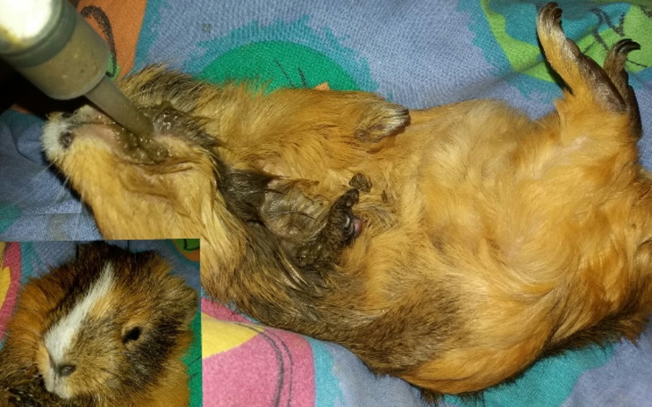 Zbiórka Pomoc dla chorego Romcia - zdjęcie główne