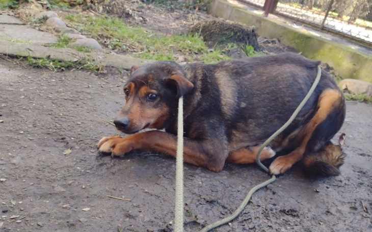 Zbiórka Król CARO 12 lat w schronisku - zdjęcie główne