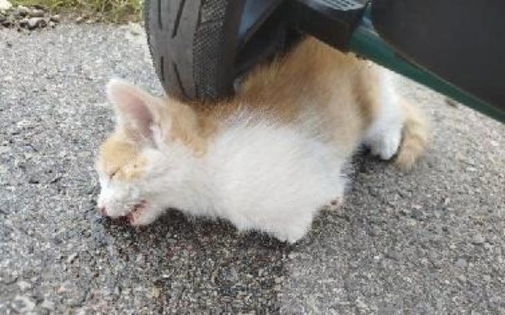Mały kotek leżący na drodze, wygląda na zmęczonego.