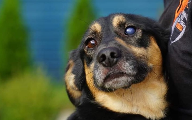 Zbiórka Porzucony KOREK prosi sercem - zdjęcie główne