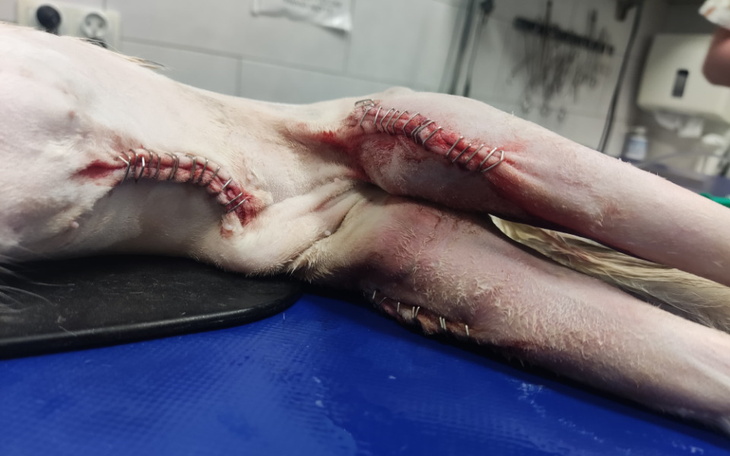 Zbiórka Porzucona połamana kotunia - zdjęcie główne