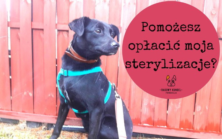 Zbiórka Wyłącz bezdomność! - zdjęcie główne