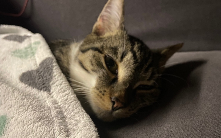 Kot owinięty w koc, leży na kanapie, wygląda na zrelaksowanego.