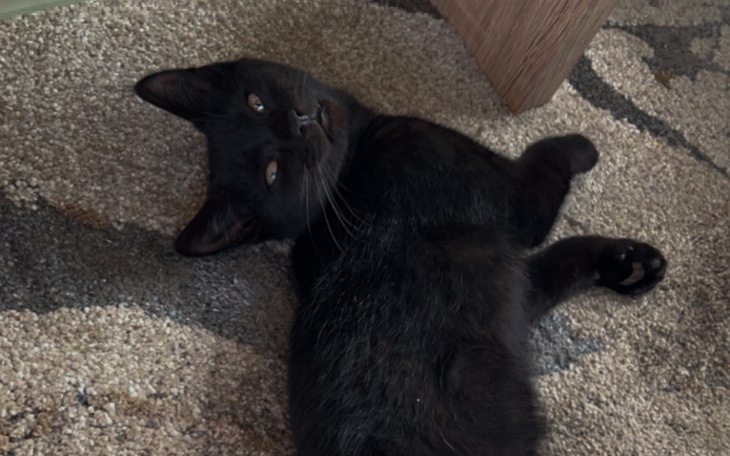 Zbiórka Na wyposażenie dla kota - zdjęcie główne