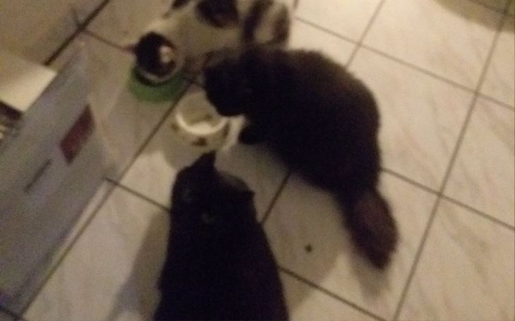 Trzy koty w kuchni, jedzące z misek, w różnych kolorach.