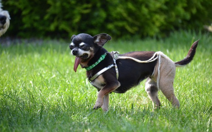 Zbiórka Mała Shira walczy o lepsze jutro - zdjęcie główne