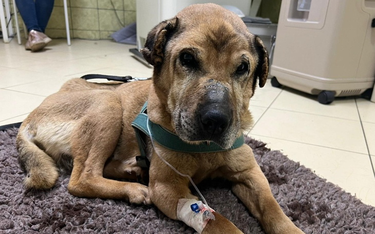 Zbiórka Suzi potrzebuje Waszego wsparcia - zdjęcie główne