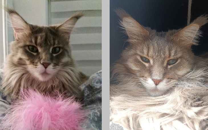 Zbiórka Walka kotki Kiary z chorobą - zdjęcie główne