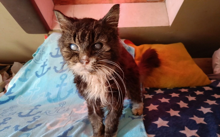 Stary kot z zaćmą, stoi na kolorowych kocach.