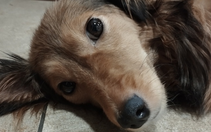 Zbiórka Operacja ratująca życie psa - zdjęcie główne