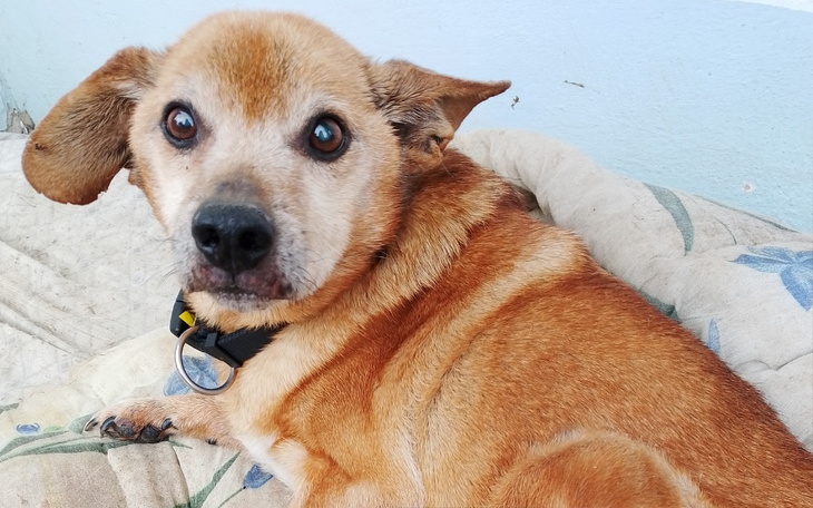 Zbiórka Pomoc dla Dzikiego - zdjęcie główne