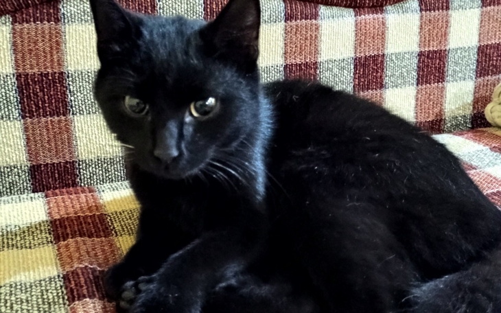 Zbiórka Na leczenie i transport kotki - zdjęcie główne