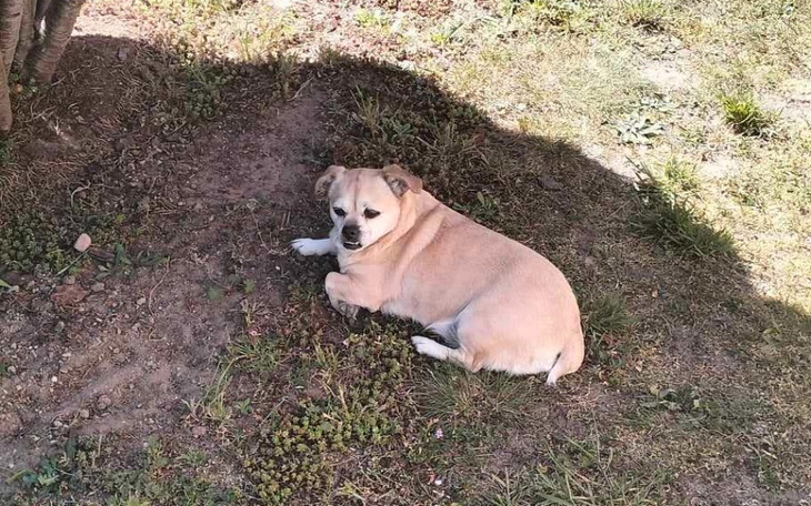 Zbiórka Na operację przepukliny u Neli - zdjęcie główne