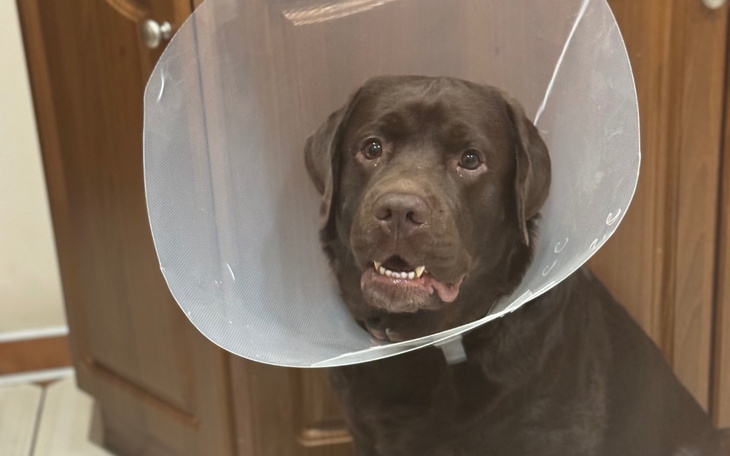 Zbiórka Potrzebna PILNA OPERACJA - zdjęcie główne