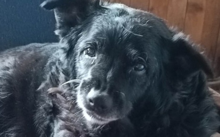 Zbiórka Serce, Oddanie, Prawdziwa Troska - zdjęcie główne