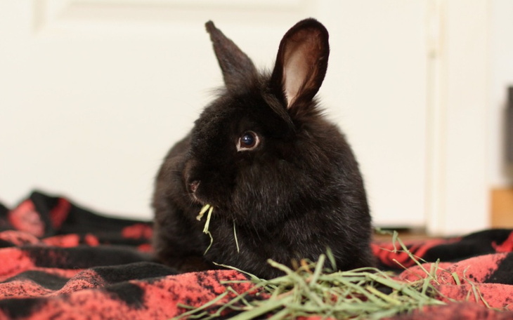 Zbiórka 28 królików i 200 zł na koncie - zdjęcie główne