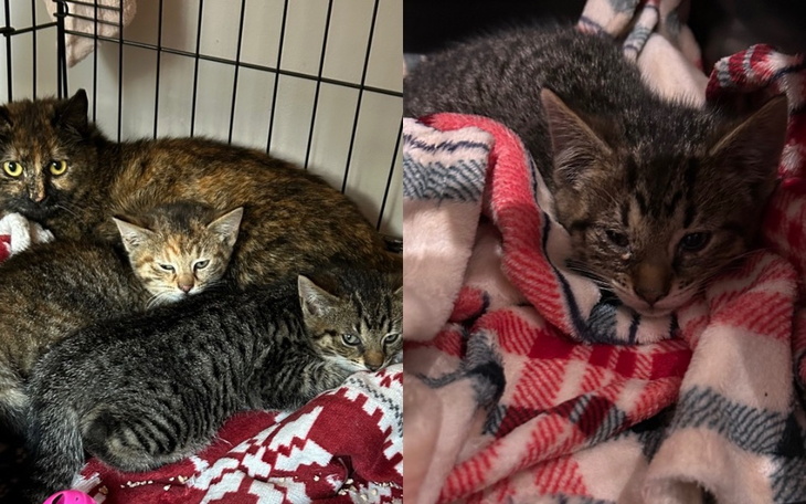 Trzy koty leżące razem w klatce, przytulone do siebie.