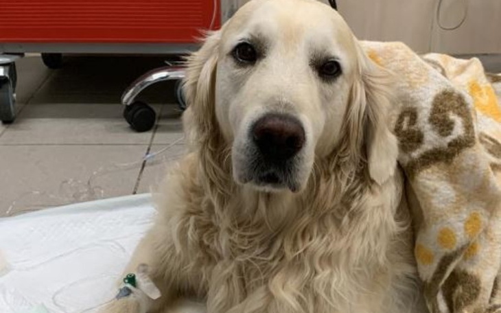 Zbiórka Help our Cookie beat cancer - zdjęcie główne