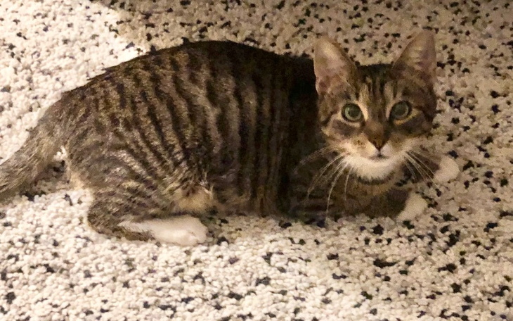 Zbiórka 12 kwietnia OPERACJA PILNE - zdjęcie główne