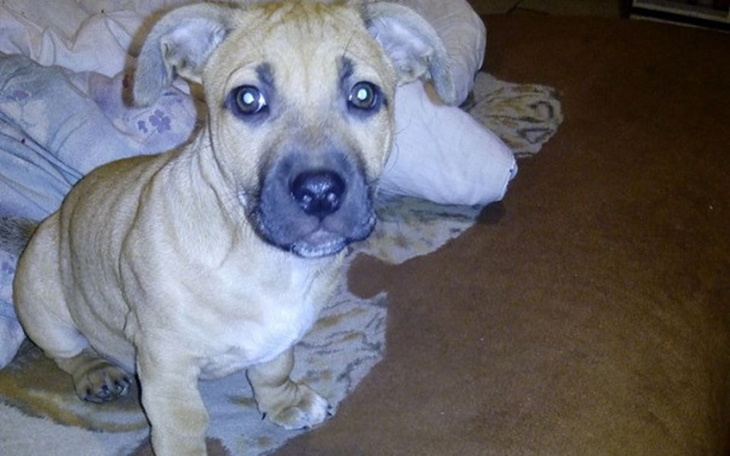 Zbiórka Pomaga pies - zdjęcie główne