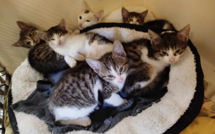 Słodkie kocięta śpiące razem w miękkim legowisku.