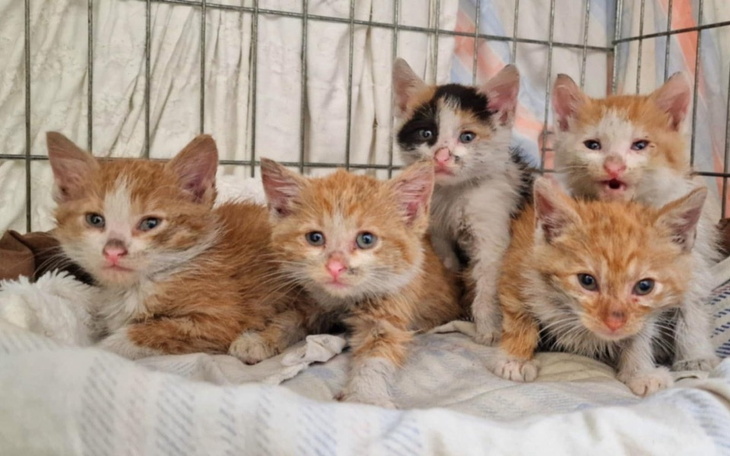 Zbiórka Karma dla kociąt ze schroniska - zdjęcie główne