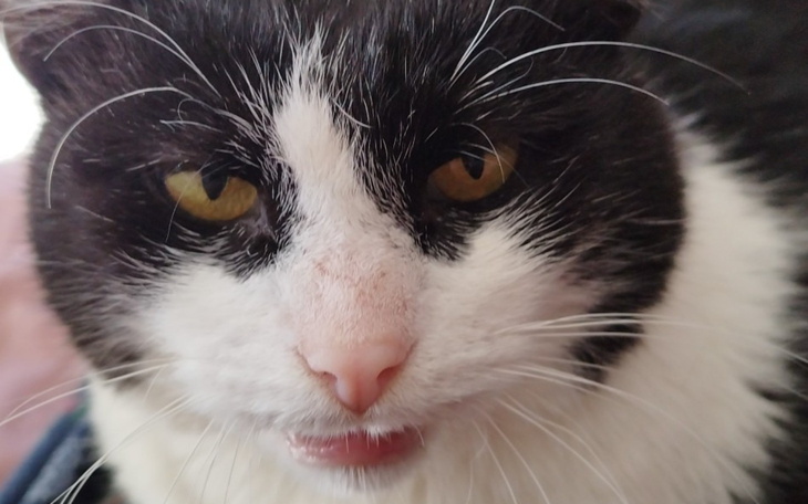 Czarnobiały kot z wyrazistym spojrzeniem.