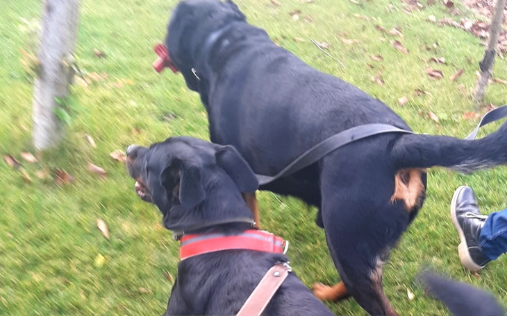 Zbiórka Jazz i Bessi transport z działek - zdjęcie główne