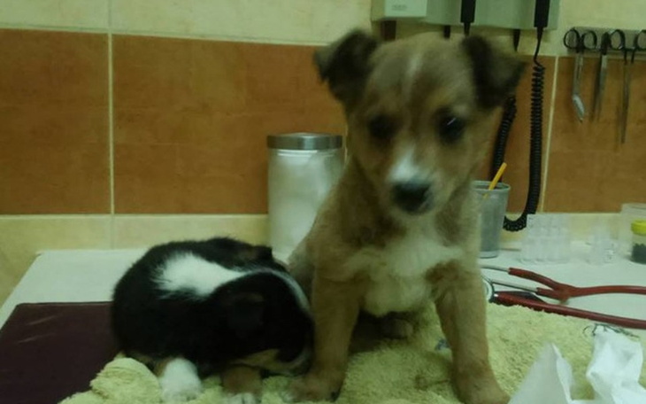 Zbiórka Walczymy o zycie maleństwa !!!! - zdjęcie główne