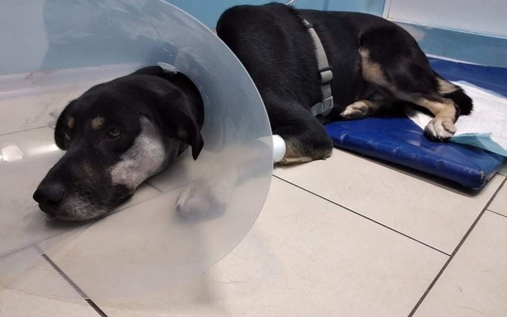 Zbiórka Ratujemy Gucia - zdjęcie główne