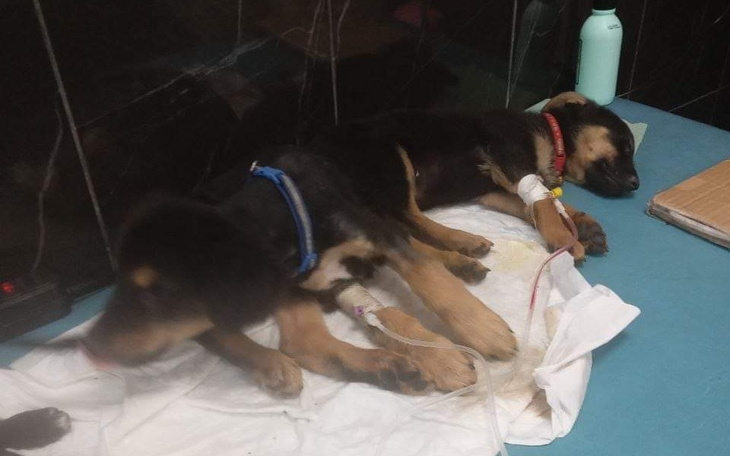 Zbiórka Leczenie bezpańskich zwierząt - zdjęcie główne