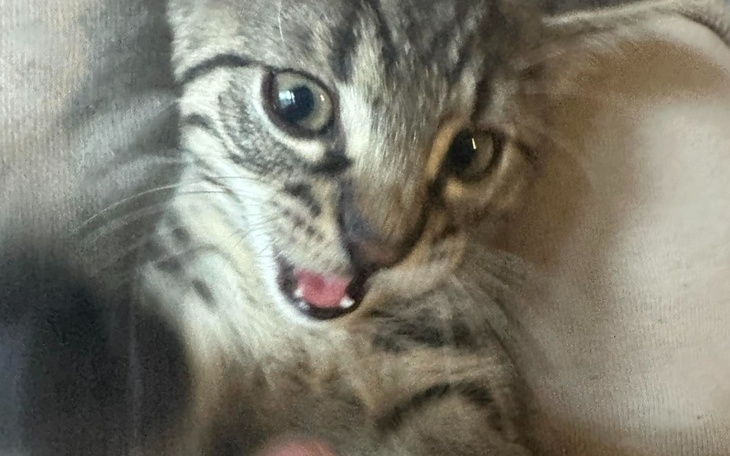 Zbiórka Dla jojo na weterynarza - zdjęcie główne