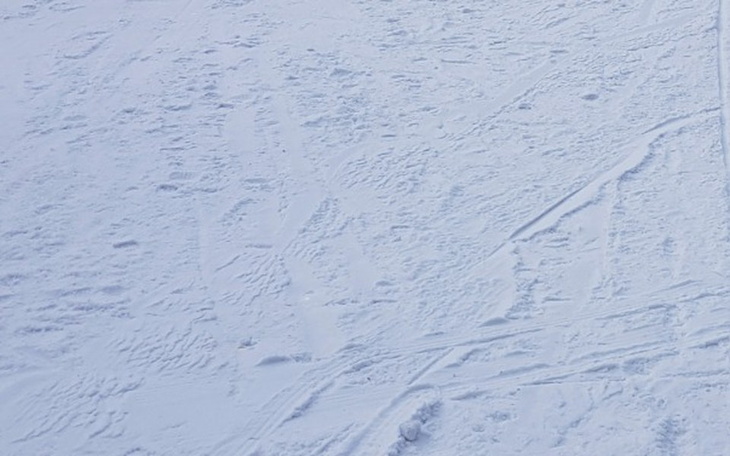Zbiórka Zbiórka na jedzenie dla Drzazgi - zdjęcie główne