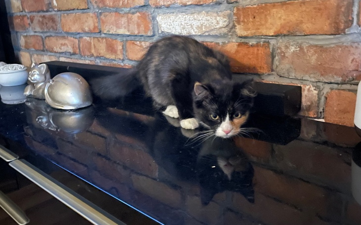 Zbiórka Operacja kota - przepuklina - zdjęcie główne