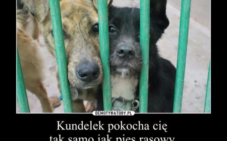 Zbiórka Ratując PIESKA MASZ PRZYJACIELA - zdjęcie główne
