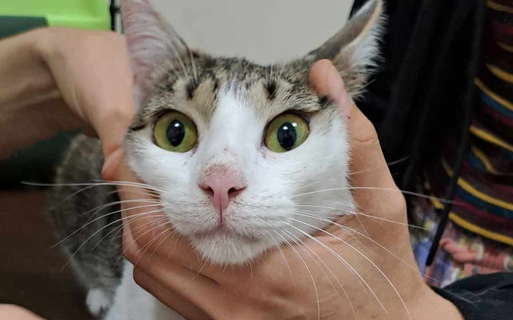 Zbiórka Pomóżmy Milusiowi gorączka - zdjęcie główne