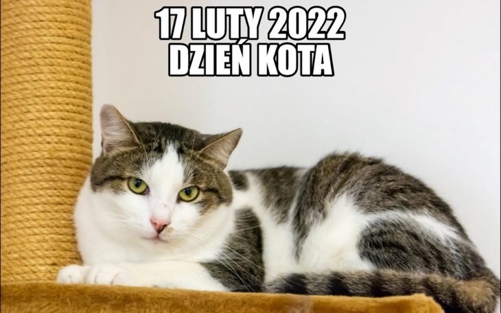 Zbiórka Dzień Kota dla OCZAMI KOTA - zdjęcie główne
