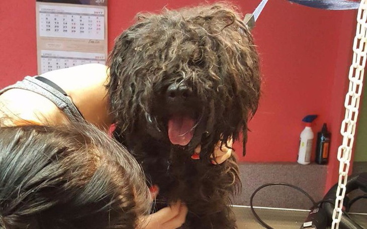 Zbiórka 15letni pies-Wyrzucony jak śmieć - zdjęcie główne