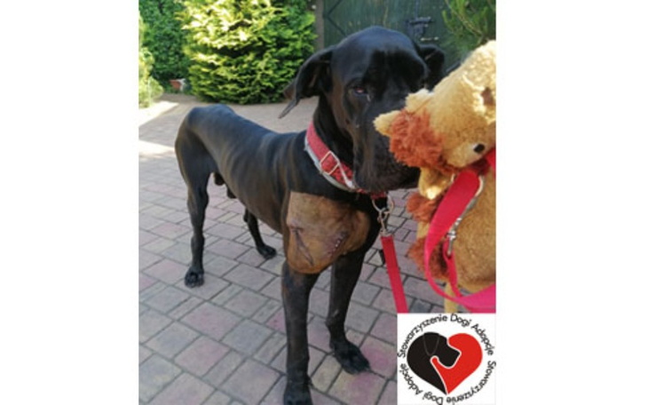 Zbiórka Shadow-nie będzie cieniem doga - zdjęcie główne