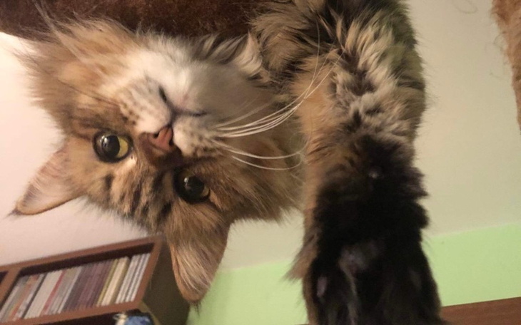 Zbiórka Dyzia walczy o życie - FIP - zdjęcie główne