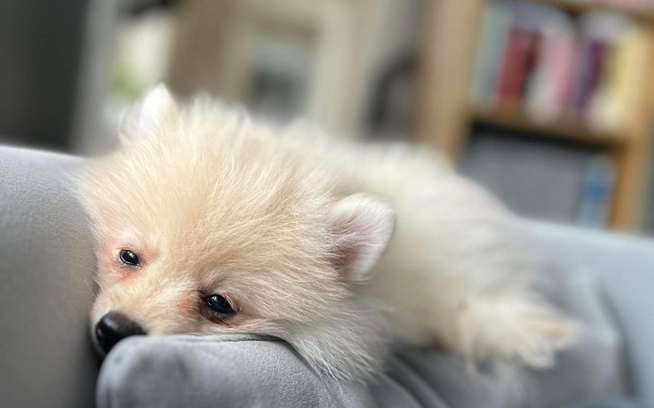 Zbiórka Pilna operacja na łapki - zdjęcie główne