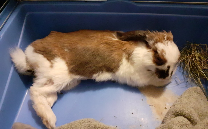 Zbiórka Chemioterapia dla Gruszki - zdjęcie główne