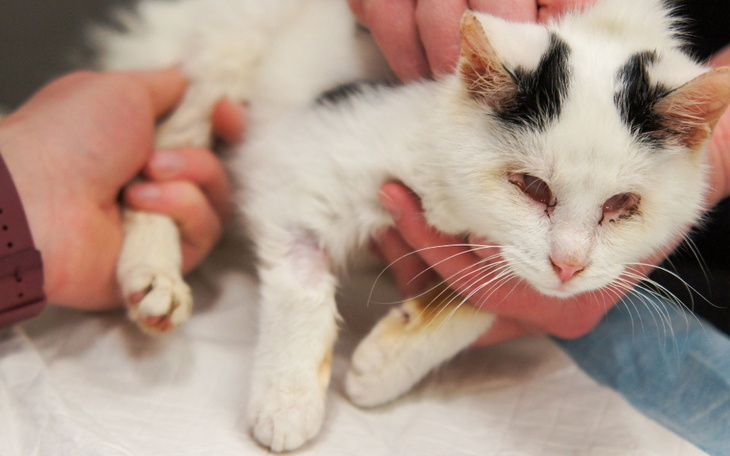 Zbiórka Tysiąc kocich istnień - zdjęcie główne