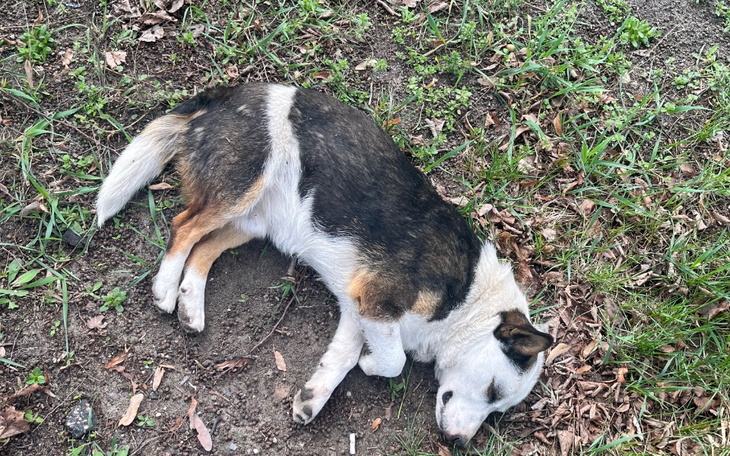 Zbiórka Zostawili Mnie umierającego - zdjęcie główne