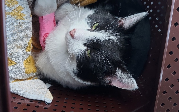 Zbiórka Kazik walka z panleukopenią - zdjęcie główne