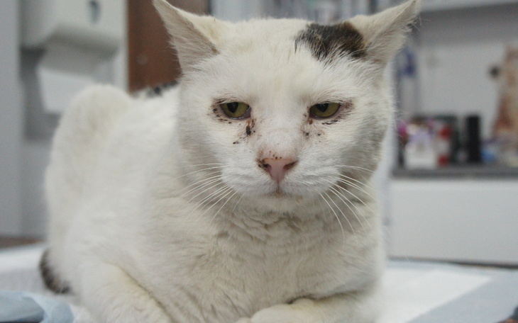 Zbiórka Lembu - zdjęcie główne