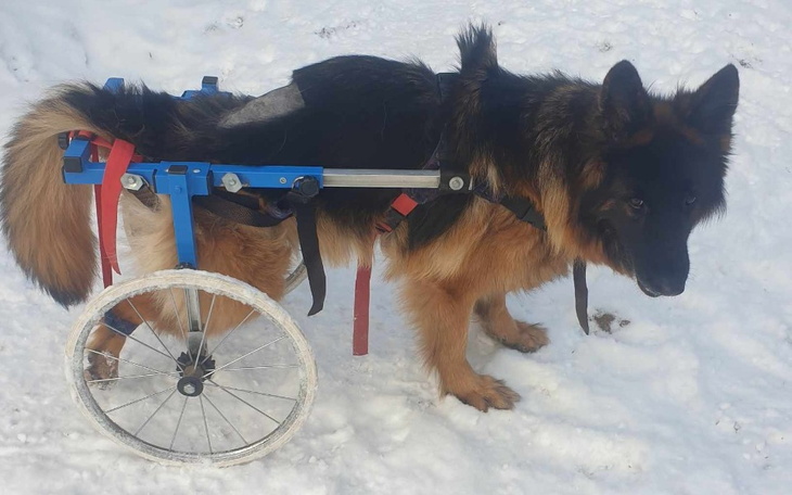 Pies w wózku inwalidzkim, gotowy do spaceru po śniegu.