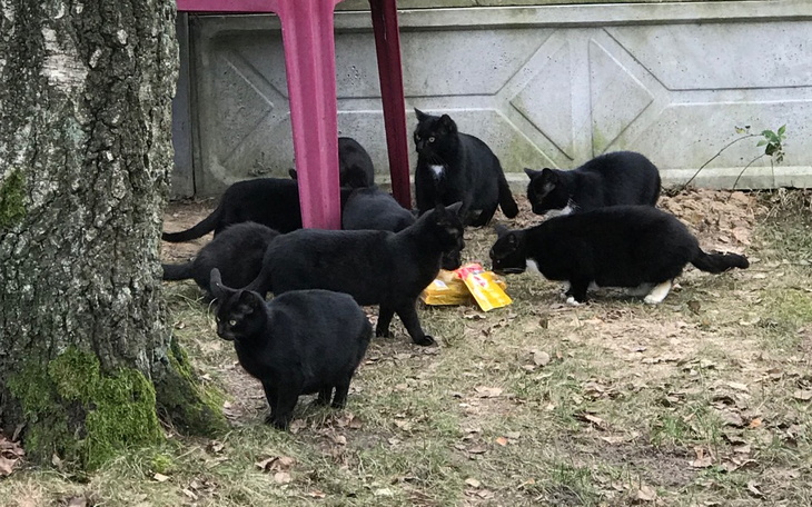 Grupa czarnych kotów w ogrodzie, jedzących z misek.